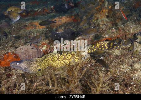 Ein mediterraner Muränen (Muraena helena) bewegt sich zwischen Teilen des Wracks und kleinen Fischen, die vorbei schwimmen, Tauchplatz Wrack Le Vapeur, Giens Halbinsel, Stockfoto