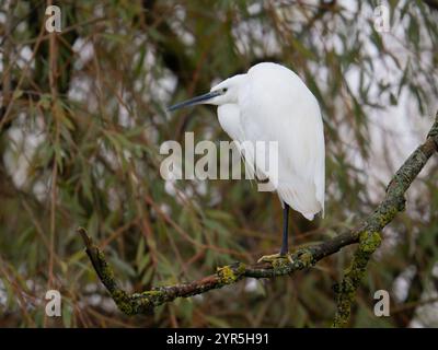 Kleiner Reiher bei Slimbridge WWT UK [ Egretta Garzetta ] Stockfoto