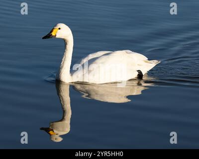 Bewick Schwan bei Slimbridge WWT in Großbritannien [ Cygnus columbianos bewickii ] Stockfoto