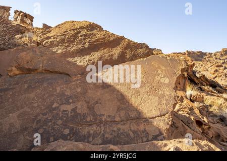 Darstellungen von Tieren auf einer Felsplatte, Petroglyphen, Felsgravuren, Twyfelfontain, Kunene, Namibia, Afrika Stockfoto