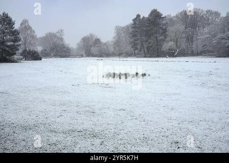 Landschaft mit schneebedeckten Bäumen und Wiesen und Gänsen Stockfoto