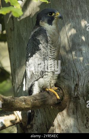 Der Wanderfalke sitzt auf einem Zweig vor dem Baumstamm mit grünen Blättern und sieht nach rechts Stockfoto