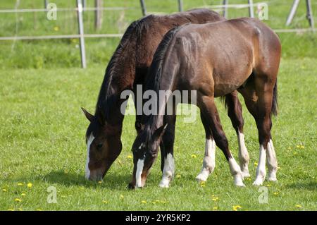 Zwei braune und weiße Pferde stehen auf einer blumenbedeckten Weide, borken, westfalen, deutschland Stockfoto