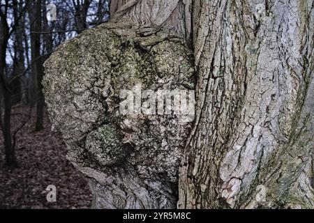 Nahaufnahme einer knorrigen Baumrinde mit komplizierten Texturen in einer Waldumgebung Stockfoto