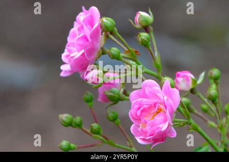 Pink Roses (Rosa) - eine baumreiche, mehrjährige blühende Pflanze. Stockfoto