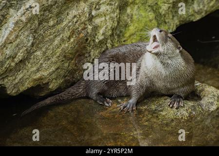 Otter mit offenem Mund, der auf einem Felsen im Wasser steht und nach links blickt Stockfoto