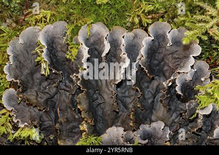 Schuppige Hundeflechte mehrere Fruchtkörper nebeneinander mit grau-blauen Lappen in grünem Moos Stockfoto