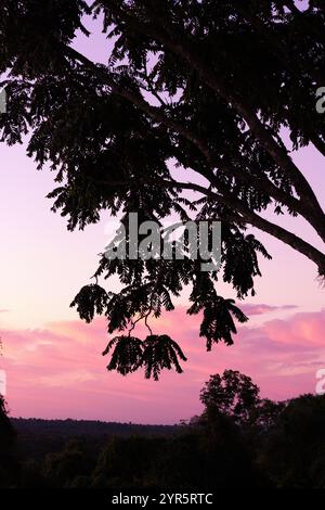 Wunderschöner Sonnenuntergang; farbenfroher Sonnenuntergang mit rotem Himmel und Silhouette von Bäumen in einem Wald, und niemand. Iguazu Landschaft, Brasilien, Südamerika Stockfoto
