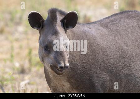 Flachland-Tapir (Tapirus terrestris), Tierporträt, Pantanal, Inland, Feuchtgebiet, UNESCO-Biosphärenreservat, Weltkulturerbe, Feuchtbiotope, Mato G Stockfoto