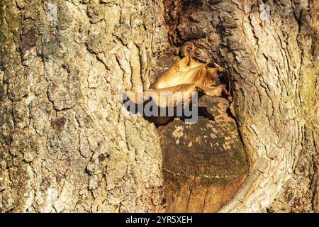 Nahaufnahme einer Baumrinde mit einem einsamen Pilz, der in seinen Spalten wächst Stockfoto