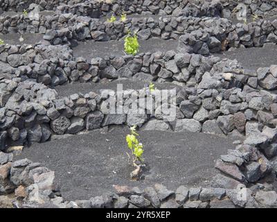 Weinberge in kreisförmigen Lavasteinen auf schwarzem vulkanischem Boden, lanzarote, kanarische Inseln, spanien Stockfoto