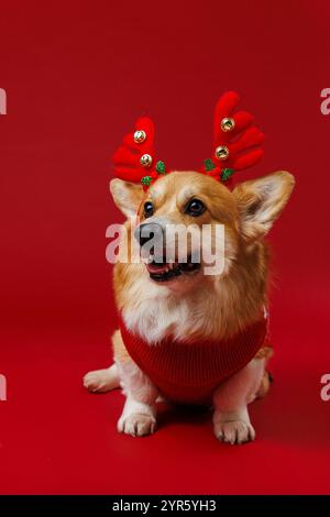 Festlicher Corgi in Rentiergeweih und rotem Pullover, der Weihnachtsfreude und Weihnachtsstimmung bringt Stockfoto