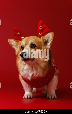 Festlicher Corgi-Hund in Rentiergeweih und rotem Pullover, der Weihnachtsstimmung und Weihnachtszauber verbreitet Stockfoto