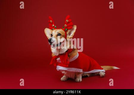 Der charmante walisische Corgi Pembroke Hund in festlicher Weihnachtskostüm und Geweih verbreitet Weihnachtsstimmung Stockfoto