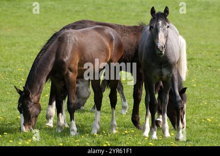 Drei Pferde weiden zusammen auf einer saftig grünen Wiese, raesfeld, münsterland, deutschland Stockfoto