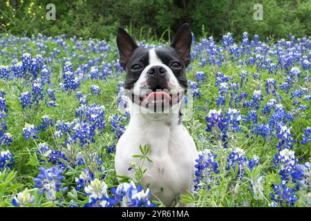 Boston Terrier in einem Feld von Bluebonnets Stockfoto