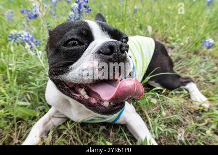 Happy Boston Terrier in einem Feld von Bluebonnets Stockfoto