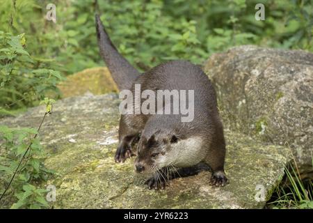 Otter auf Felsen stehend, von vorne links Stockfoto