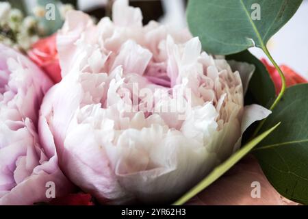 Weiche rosafarbene Pfingstrosenblume in Blüte mit grünem Laub Stockfoto