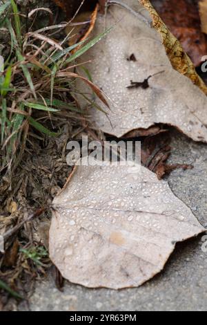Nahaufnahme der Herbstblätter mit Dew Drops auf einem rustikalen Boden Stockfoto