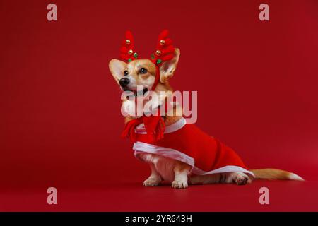 Der charmante walisische Corgi Pembroke Hund in festlicher Weihnachtskostüm und Geweih verbreitet Weihnachtsstimmung Stockfoto