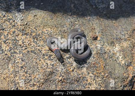 Kleine harmlose Schlange, die Ringhalsschlange, Diadophis punctatus im San Diego County, Kalifornien, USA Stockfoto
