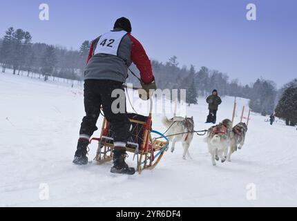 Ein Hundeschlittenrennen in Haliburton, Ontario, Kanada, bei dem die Huskyhunde und ihre Schlitten bei kaltem Winterwetter im Freien gezeigt werden Stockfoto