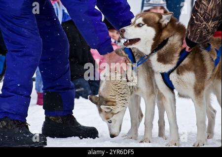 Ein Hundeschlittenrennen in Haliburton, Ontario, Kanada, bei dem die Huskyhunde und ihre Schlitten bei kaltem Winterwetter im Freien gezeigt werden Stockfoto