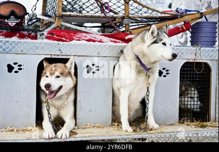 Ein Hundeschlittenrennen in Haliburton, Ontario, Kanada, bei dem die Huskyhunde und ihre Schlitten bei kaltem Winterwetter im Freien gezeigt werden Stockfoto