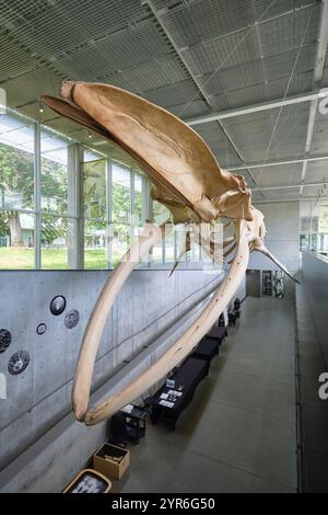 In der Eingangshalle, ein riesiges, hängendes Blauwal-Knochen-Skelett. Im Beaty Biodiversity Museum der UBC in Vancouver, British Columbia, Kanada. Stockfoto