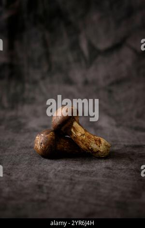 Matsutake-Pilze Stockfoto