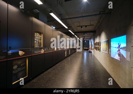 Eine Zeile, Abschnitt mit Vitrinen mit Pflanzen- und Tierbeispielen. Im Beaty Biodiversity Museum der UBC in Vancouver, British Columbia, Kanada. Stockfoto