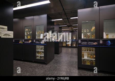 Eine Zeile, Abschnitt mit Vitrinen mit Pflanzen- und Tierbeispielen. Im Beaty Biodiversity Museum der UBC in Vancouver, British Columbia, Kanada. Stockfoto