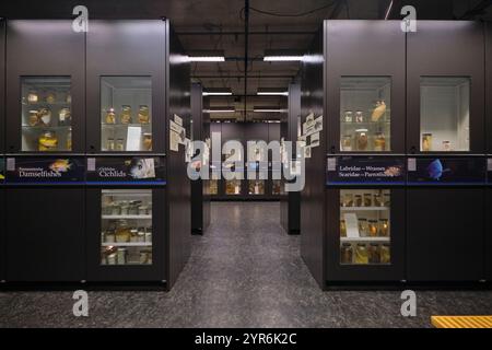 Eine Zeile, Abschnitt mit Vitrinen mit Pflanzen- und Tierbeispielen. Im Beaty Biodiversity Museum der UBC in Vancouver, British Columbia, Kanada. Stockfoto