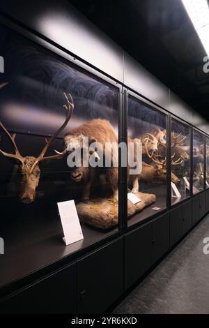 Blick auf einen der langen Abschnitte toter, gefüllter Tierpräparate. Das Beaty Biodiversity Museum in der UBC in Vancouver, British Columbia, Kanada. Stockfoto