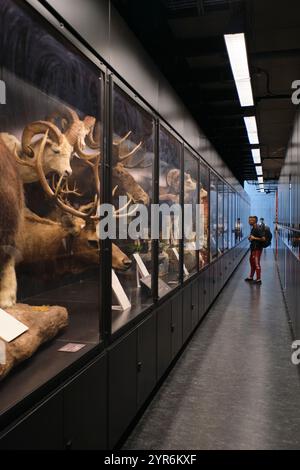 Blick auf einen der langen Abschnitte toter, gefüllter Tierpräparate. Das Beaty Biodiversity Museum in der UBC in Vancouver, British Columbia, Kanada. Stockfoto