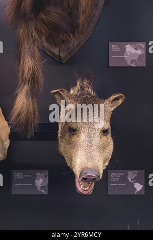 Im Beaty Biodiversity Museum der UBC in Vancouver, British Columbia, Kanada. Stockfoto