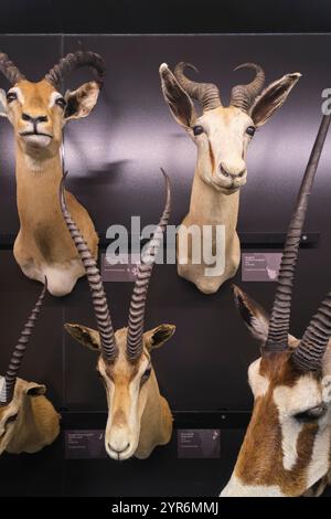 Tot, ausgestopft, Präparate eines Impalas und eines Springbocks. Im Beaty Biodiversity Museum der UBC in Vancouver, British Columbia, Kanada. Stockfoto