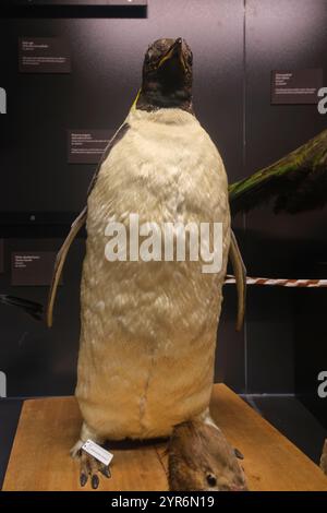 Eine tote, ausgestopfte, erhaltene Präparation eines Kaiserpinguins. Im Beaty Biodiversity Museum der UBC in Vancouver, British Columbia, Kanada. Stockfoto