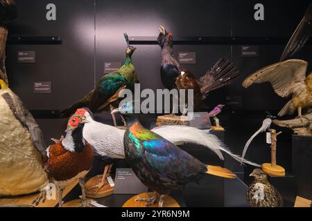 Ein Koffer mit toten, ausgestopften Vögeln, einschließlich eines silbernen Fasans. Im Beaty Biodiversity Museum der UBC in Vancouver, British Columbia, Kanada. Stockfoto