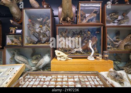 Verschiedene Vögel in alten Glaskästen und andere Kuriositäten. Im Beaty Biodiversity Museum der UBC in Vancouver, British Columbia, Kanada. Stockfoto