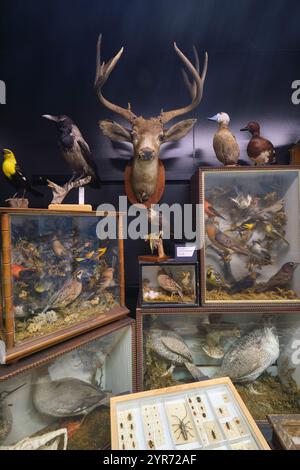 Einige Kuriositäten in Glaskästen und Hirschkopf mit Geweih. Im Beaty Biodiversity Museum der UBC in Vancouver, British Columbia, Kanada. Stockfoto