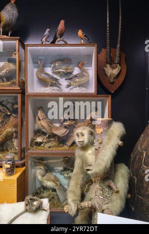 Ein ausgestopfter weißer Affe und andere alte Kuriositäten. Im Beaty Biodiversity Museum der UBC in Vancouver, British Columbia, Kanada. Stockfoto