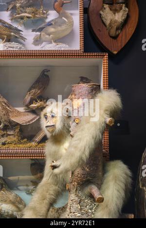 Ein ausgestopfter weißer Affe und andere alte Kuriositäten. Im Beaty Biodiversity Museum der UBC in Vancouver, British Columbia, Kanada. Stockfoto