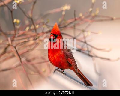 Ein roter männlicher Nordkardinal, der im Frühjahr in der Nähe eines Baumes stand Stockfoto