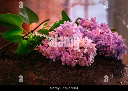 Lila Flieder-Blüten (Syringa vulgaris) mit grünen Blättern auf einer dunklen rustikalen Oberfläche, Hamilton, Ontario. Stockfoto