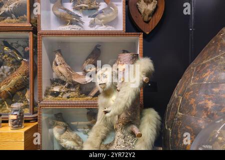 Ein ausgestopfter weißer Affe und andere alte Kuriositäten. Im Beaty Biodiversity Museum der UBC in Vancouver, British Columbia, Kanada. Stockfoto