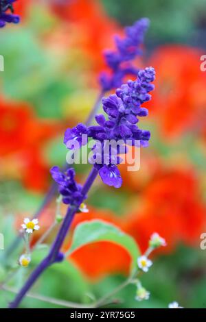 Mealy Cup Salbei - lateinischer Name - Salvia farinacea Evolution in Herbstzeit, Neuengland Stockfoto