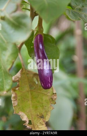 Nahaufnahme von jungen, tiefvioletten Auberginen, Brinjal oder Auberginen, die an einer Pflanze hängen, weicher Fokus mit unscharfem Laubhintergrund Stockfoto