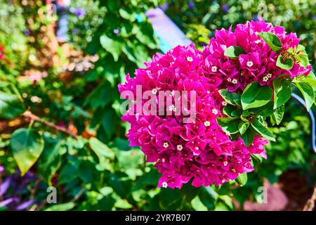 Lebendige Magenta Bougainvillea in Bloom Eye Level View Stockfoto